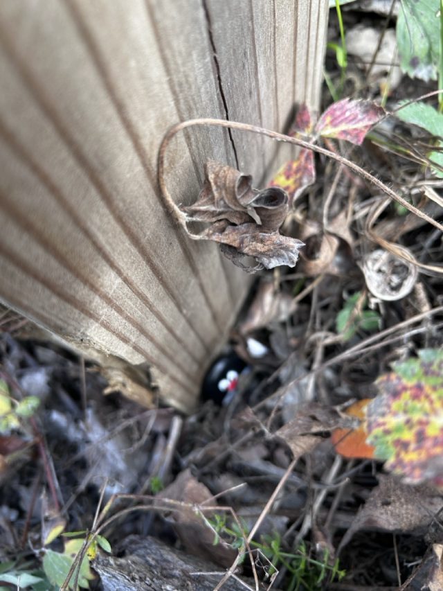 Hand-painted penguin stone #699 hidden at Bale Oven Knob, Pennsylvania, United States (photo 5 of 5)