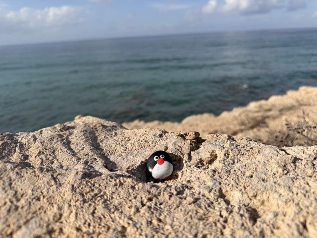 Hand-painted penguin stone #703 hidden at Stone at Viewpoint, Paphos, Cyprus (photo 5 of 5)