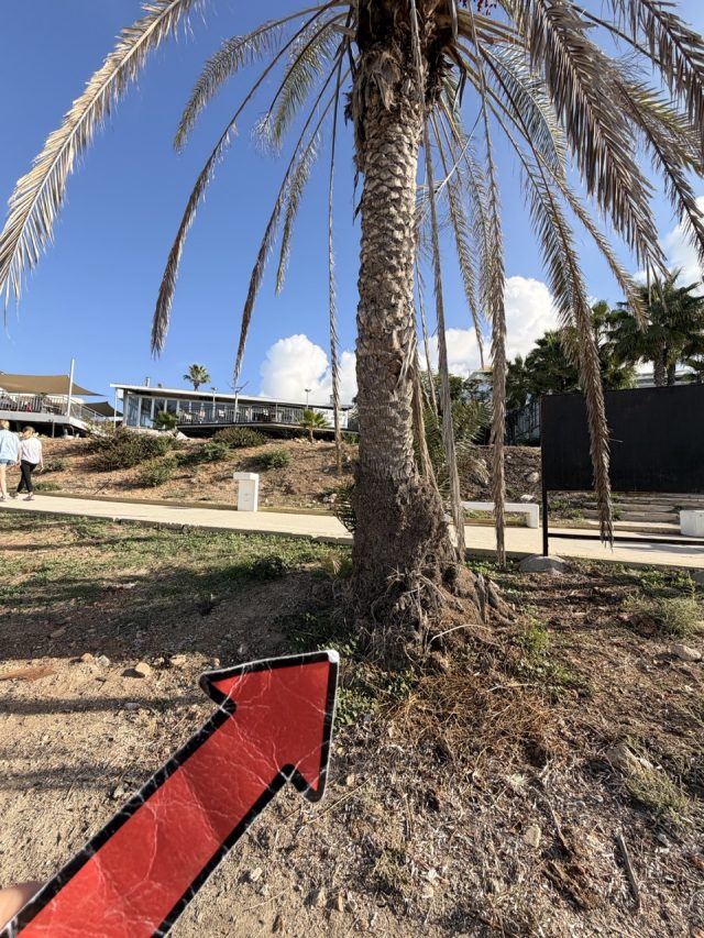 Hand-painted penguin stone #712 hidden at Palm Tree, Paphos, Cyprus (photo 5 of 5)