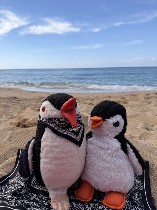 Hand-painted penguin stone #715 hidden at SODAP Beach, Paphos, Cyprus (photo 4 of 5)