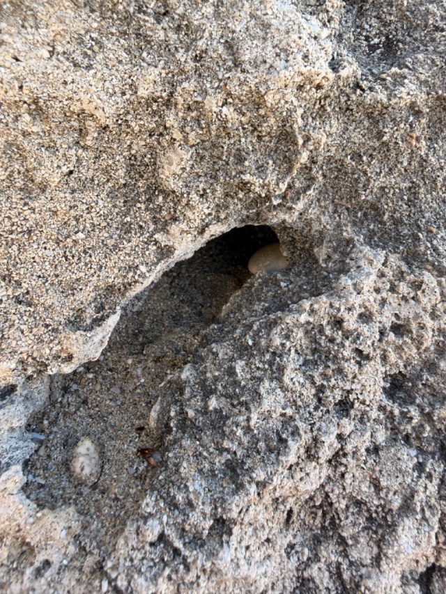 Hand-painted penguin stone #715 hidden at SODAP Beach, Paphos, Cyprus (photo 5 of 5)