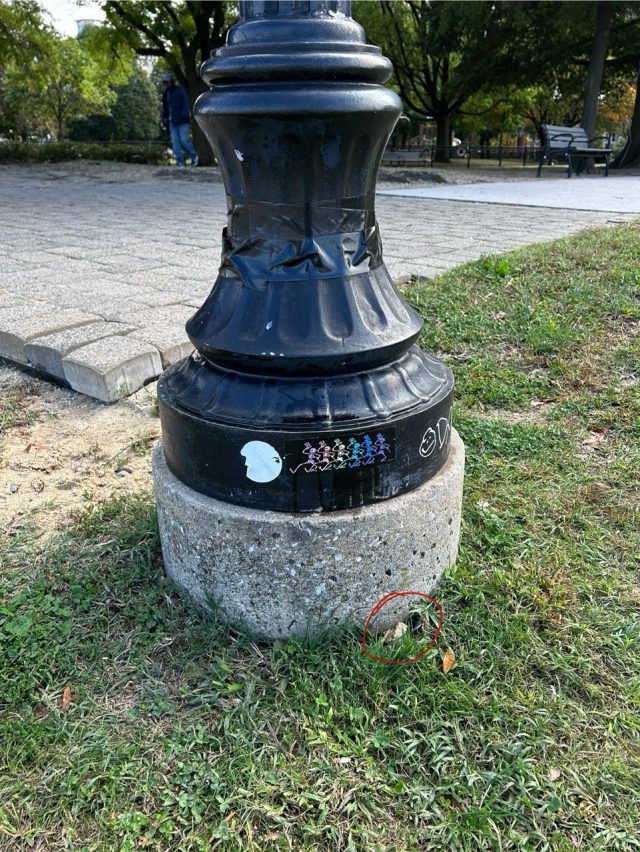 Hand-painted penguin stone #739 hidden at Federal Hill Park, Baltimore, United States (photo 2 of 5)