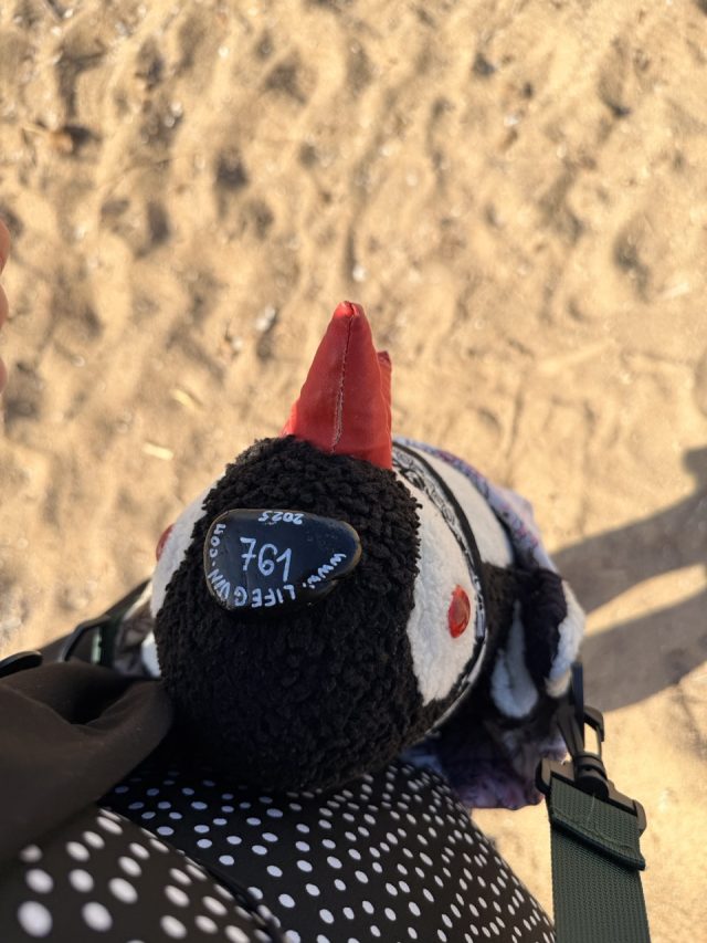 Hand-painted penguin stone #761 hidden at Louis Ledra Beach, Paphos, Cyprus (photo 3 of 5)