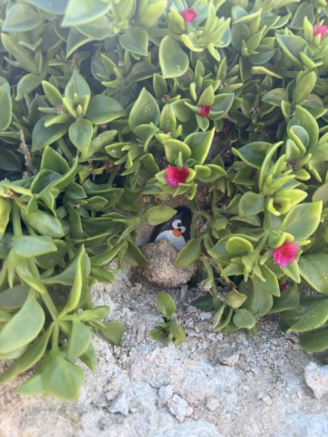 Hand-painted penguin stone #761 hidden at Louis Ledra Beach, Paphos, Cyprus (photo 5 of 5)