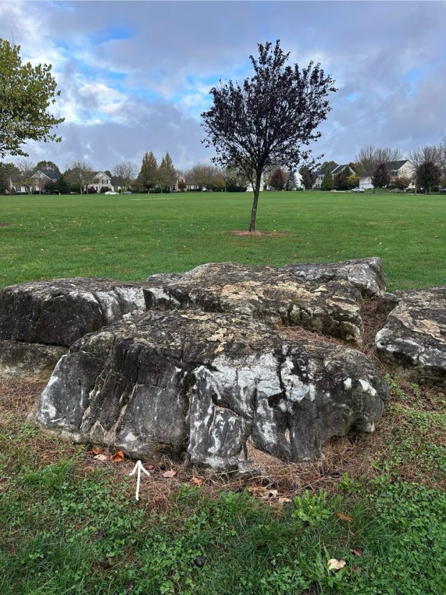 Hand-painted penguin stone #783 hidden at Farmington Hills Park, Macungie, United States (photo 2 of 5)