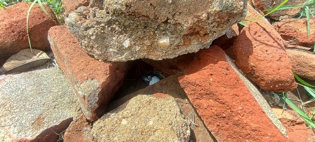 Ručne maľovaný tučniakový kameň č. 481 ukrytý na mieste Rock Fortress, Sigiriya, Srí Lanka (fotka 3 z 5)