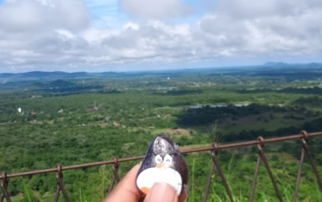 Hand-painted penguin stone #481 hidden at Rock Fortress, Sigiriya, Sri Lanka