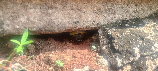 Ručne maľovaný tučniakový kameň č. 496 ukrytý na mieste Ruwanweliseya, Anuradhapura, Srí Lanka (fotka 5 z 5)