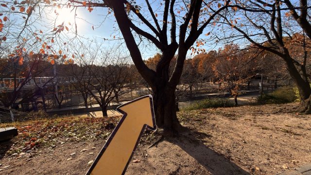 Hand-painted penguin stone #716 hidden at Deer Enclosure, Seoul, South Korea (photo 2 of 5)