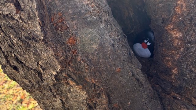 Hand-painted penguin stone #716 hidden at Deer Enclosure, Seoul, South Korea (photo 5 of 5)