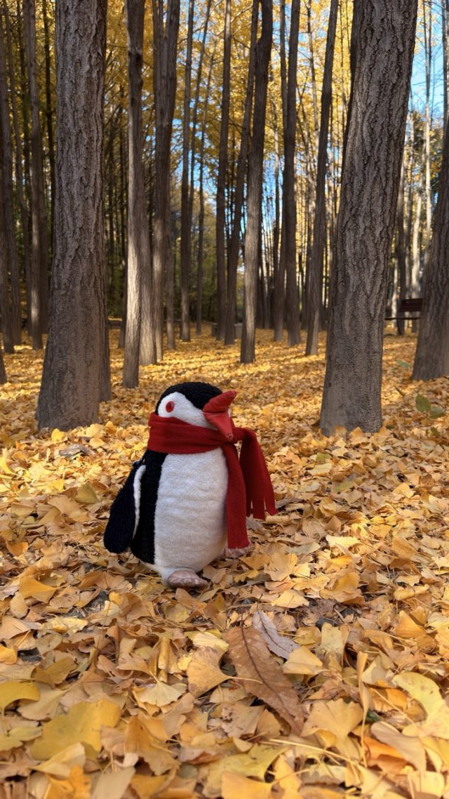 Hand-painted penguin stone #775 hidden at Ginkgo Tree Forest, Seoul, South Korea (photo 5 of 5)