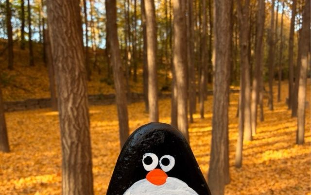 Hand-painted penguin stone #775 hidden at Ginkgo Tree Forest, Seoul, South Korea