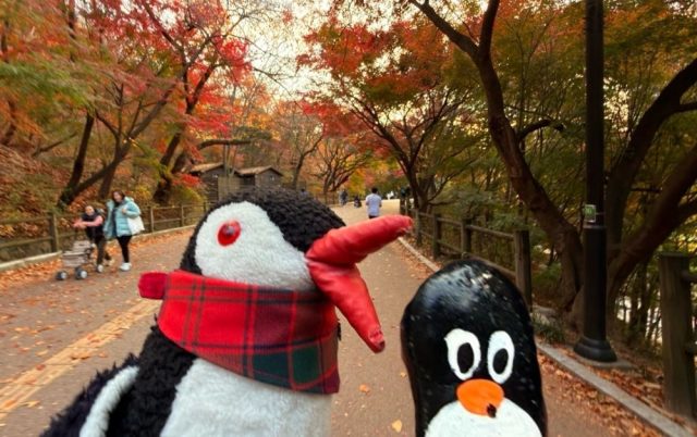 Hand-painted penguin stone #791 hidden at Namsan Dulle-gil Trail, Seoul, South Korea