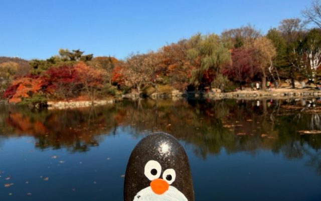 Ručne maľovaný tučniakový kameň č. 833 ukrytý na mieste Pond in Changgyeonggung Palace, Seoul, Južná Kórea