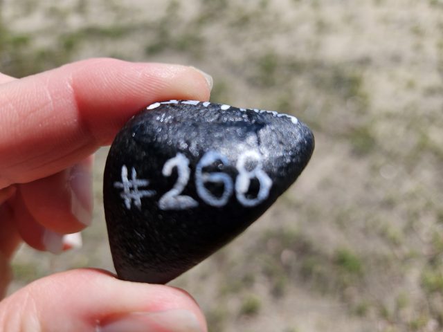 Hand-painted penguin stone #268 hidden at Wright Brothers National Memorial, North Carolina, United States (photo 3 of 5)