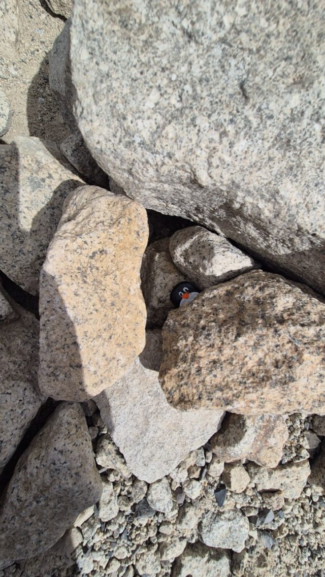 Hand-painted penguin stone #356 hidden at Mirador Las Torres Base, Torres del Paine, Chile (photo 3 of 5)
