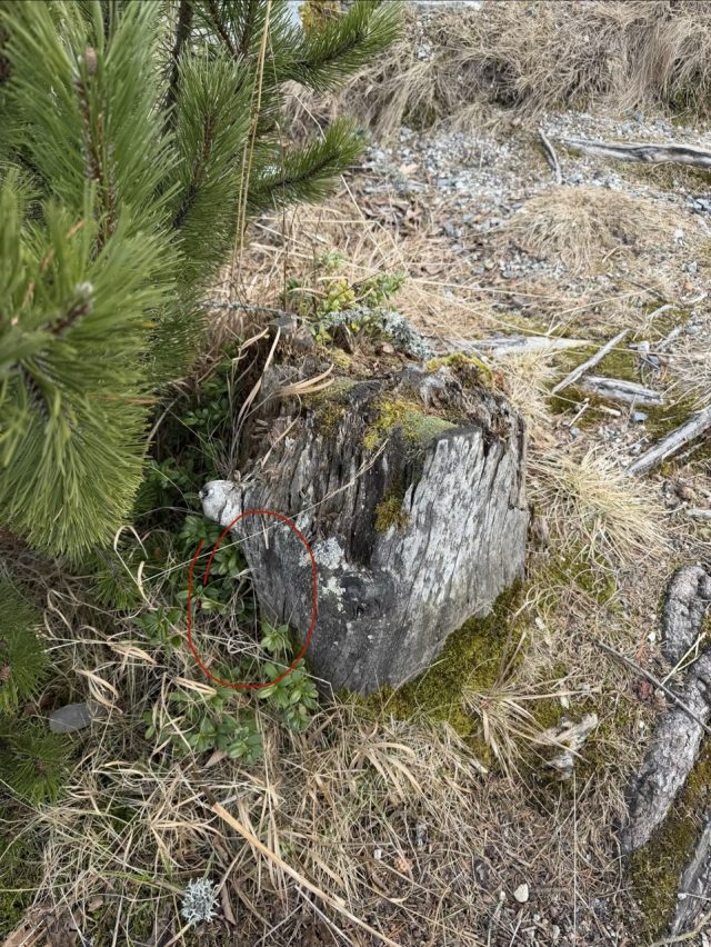 Hand-painted penguin stone #661 hidden at Rock, Strbske Pleso, Slovakia (photo 5 of 5)