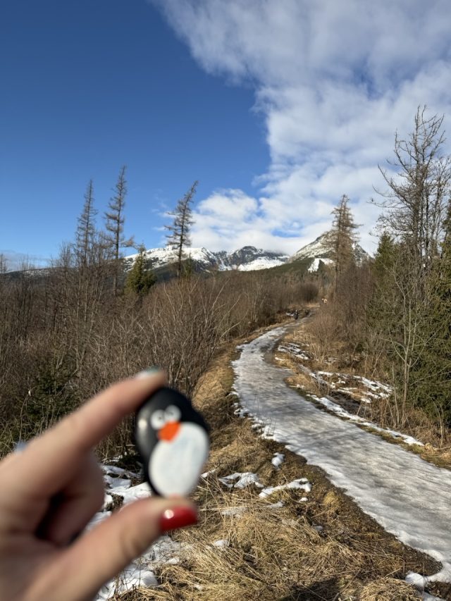 Hand-painted penguin stone #665 hidden at Tree Trunk, Strbske Pleso, Slovakia (photo 3 of 5)