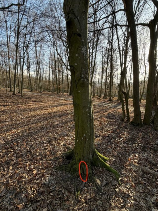 Hand-painted penguin stone #670 hidden at Tree, Little Carpathians, Slovakia (photo 3 of 5)
