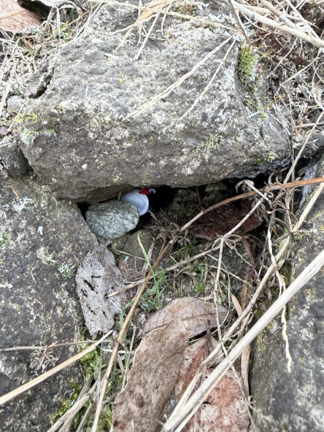 Hand-painted penguin stone #681 hidden at Dechrate, Liptovska Mara, Slovakia (photo 5 of 5)