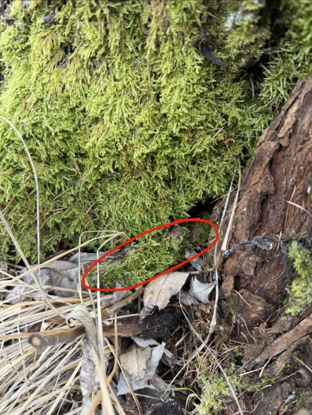 Hand-painted penguin stone #691 hidden at Tree at Hrebienok, High Tatras, Slovakia (photo 2 of 5)