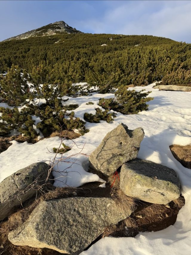 Hand-painted penguin stone #757 hidden at Chata pod Soliskom, High Tatras, Slovakia (photo 4 of 5)