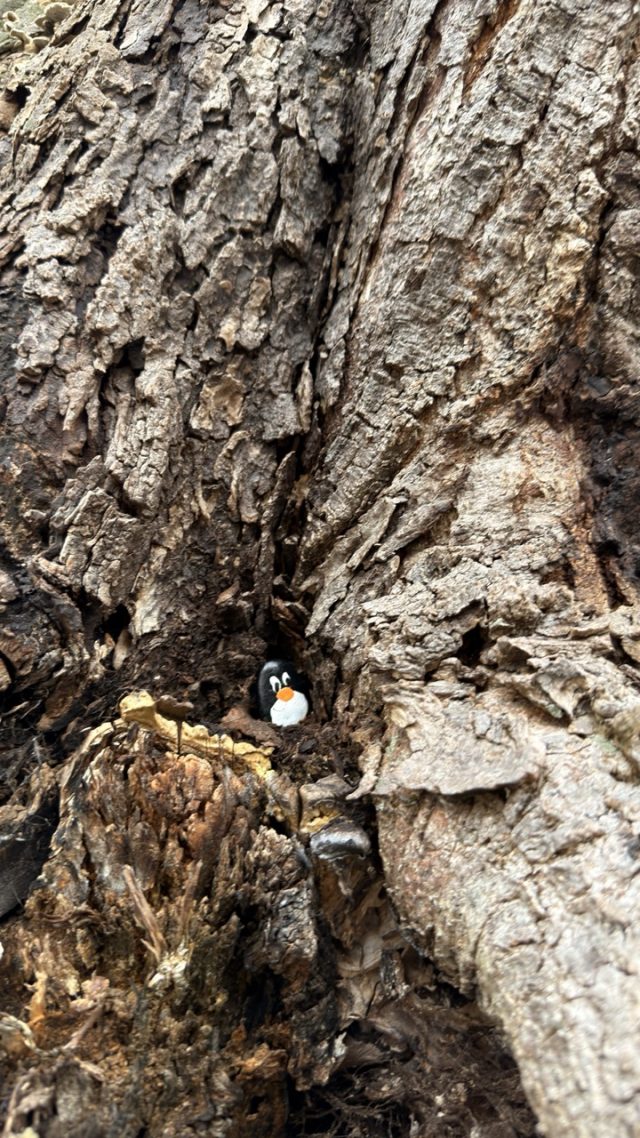 Hand-painted penguin stone #802 hidden at Tree at Kaipromenade, Salzburg, Austria (photo 4 of 5)