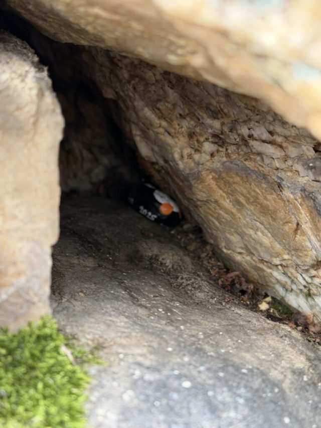 Hand-painted penguin stone #829 hidden at Small Cave, Little Carpathians, Slovakia (photo 4 of 5)