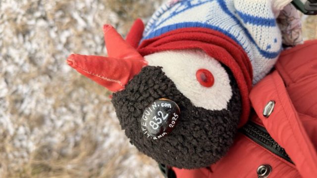 Hand-painted penguin stone #832 hidden at Lozorno Reservoir, Lozorno, Slovakia (photo 5 of 5)