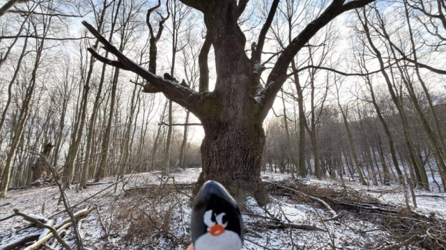 Hand-painted penguin stone #842 hidden at The Dragon Oak, Little Carpathians, Slovakia (photo 5 of 5)