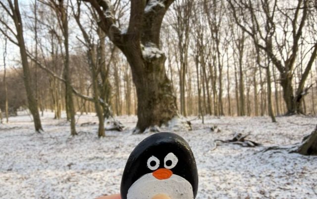 Hand-painted penguin stone #846 hidden at Ancient Tree at Strmochy, Little Carpathians, Slovakia