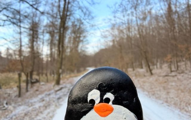 Hand-painted penguin stone #849 hidden at Random tree near Suchy potok, Little Carpathians, Slovakia (photo 5 of 5)