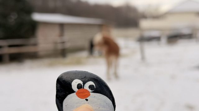 Hand-painted penguin stone #852 hidden at Random Tree, Little Carpathians, Slovakia (photo 2 of 5)