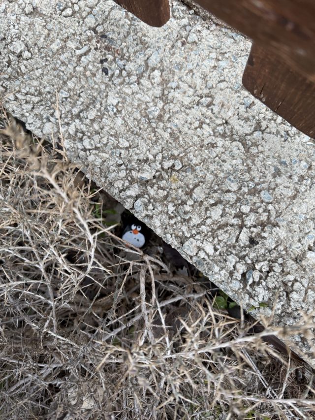 Hand-painted penguin stone #855 hidden at Aphrodite Picnic Site, Cyprus (photo 3 of 5)