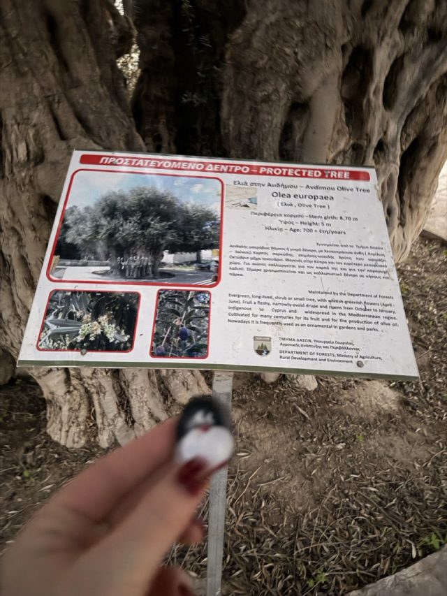 Hand-painted penguin stone #899 hidden at Ancient Olive Tree of Avdimou, Avdimou, Cyprus (photo 2 of 5)