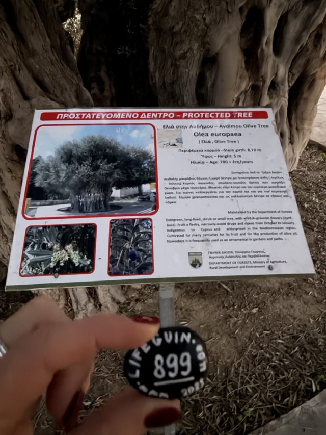 Hand-painted penguin stone #899 hidden at Ancient Olive Tree of Avdimou, Avdimou, Cyprus (photo 3 of 5)