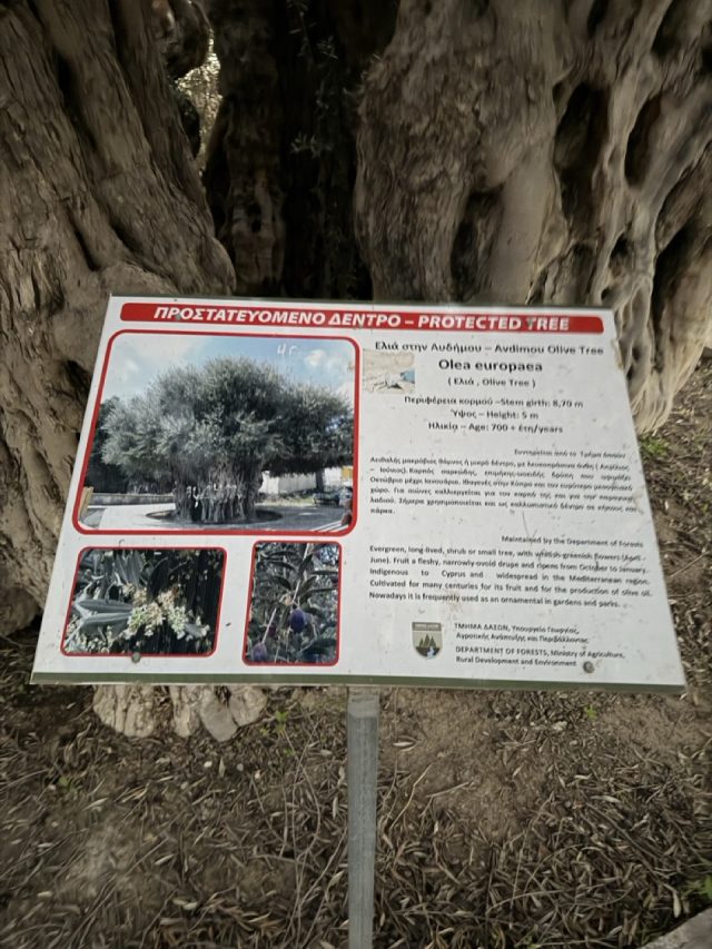 Hand-painted penguin stone #899 hidden at Ancient Olive Tree of Avdimou, Avdimou, Cyprus (photo 4 of 5)