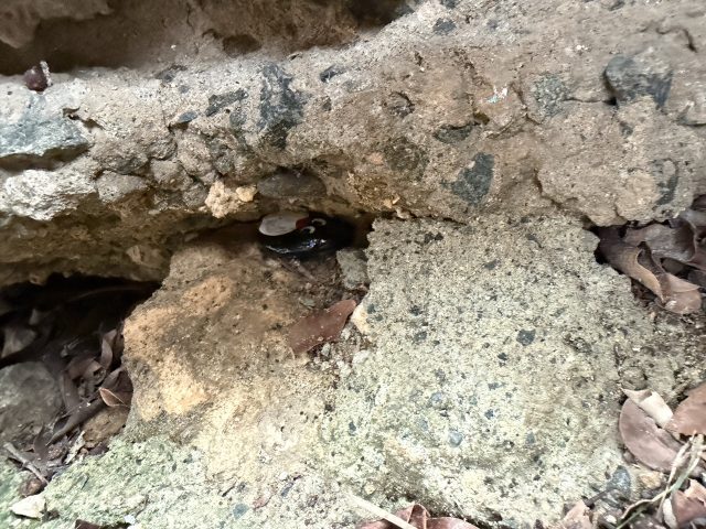 Hand-painted penguin stone #919 hidden at Bayraktar Mosque, Nicosia, Cyprus (photo 5 of 5)