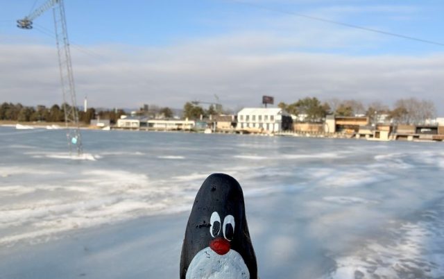 Hand-painted penguin stone #944 hidden at Zlate Piesky, Bratislava, Slovakia