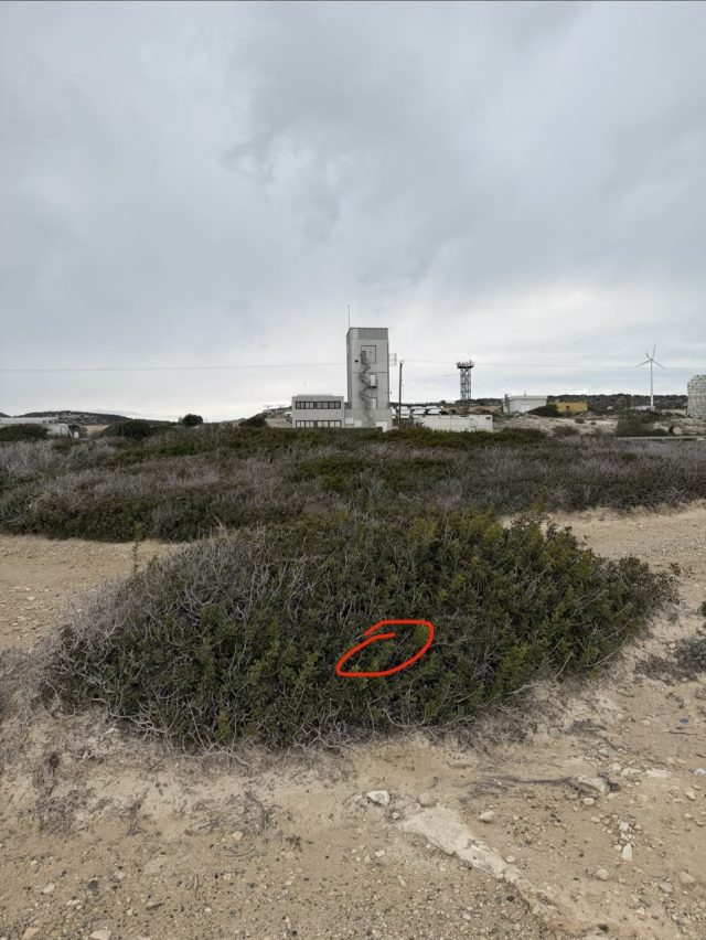 Hand-painted penguin stone #968 hidden at White Rocks, Cyprus (photo 4 of 4)