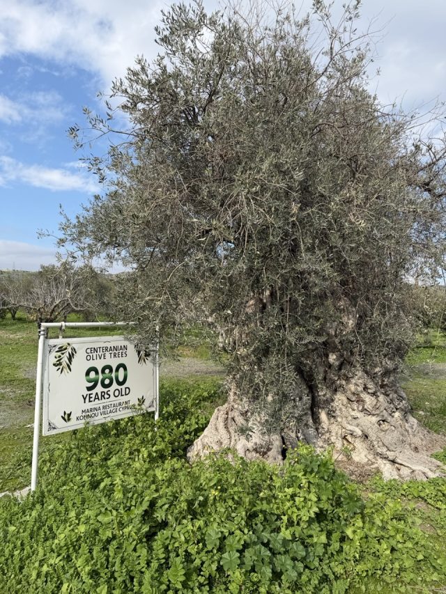 Hand-painted penguin stone #981 hidden at Centenarian Olive Tree, Kofinou, Cyprus (photo 2 of 5)