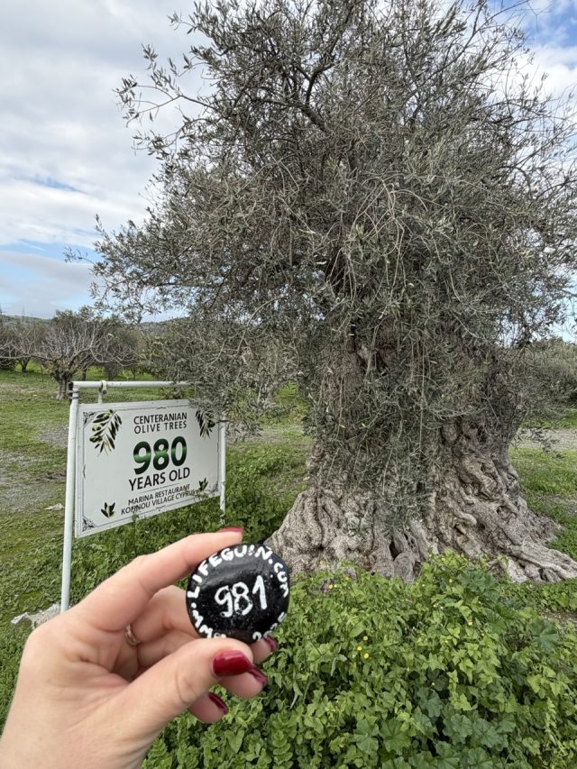 Hand-painted penguin stone #981 hidden at Centenarian Olive Tree, Kofinou, Cyprus (photo 3 of 5)