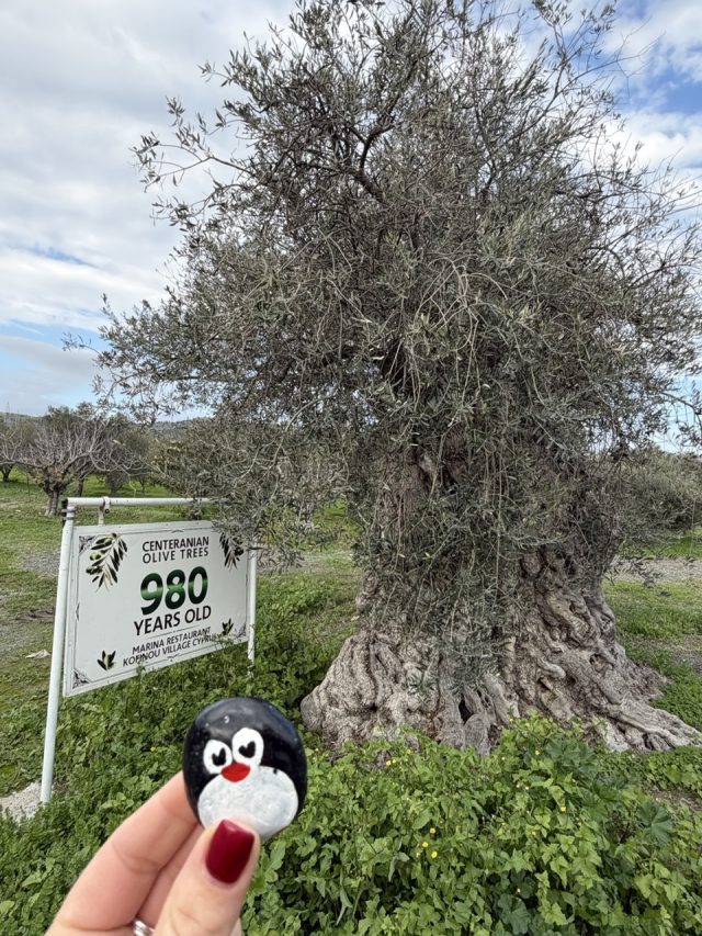 Hand-painted penguin stone #981 hidden at Centenarian Olive Tree, Kofinou, Cyprus (photo 4 of 5)