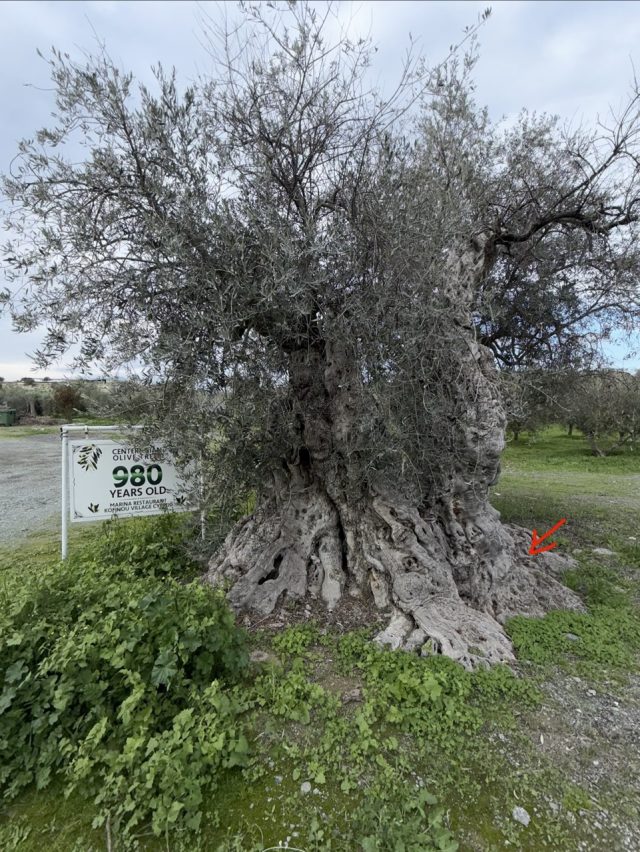 Hand-painted penguin stone #981 hidden at Centenarian Olive Tree, Kofinou, Cyprus (photo 5 of 5)