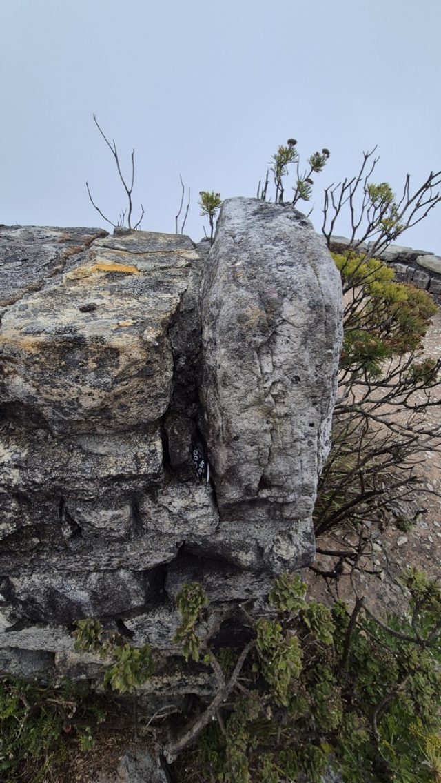 Hand-painted penguin stone #386 hidden at Top of Table Mountain, Cape Town, South Africa (photo 2 of 5)
