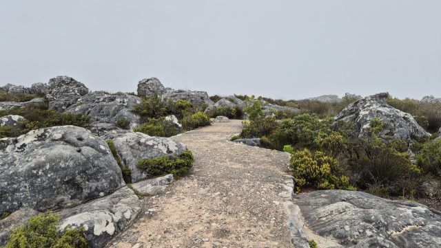 Hand-painted penguin stone #386 hidden at Top of Table Mountain, Cape Town, South Africa (photo 3 of 5)