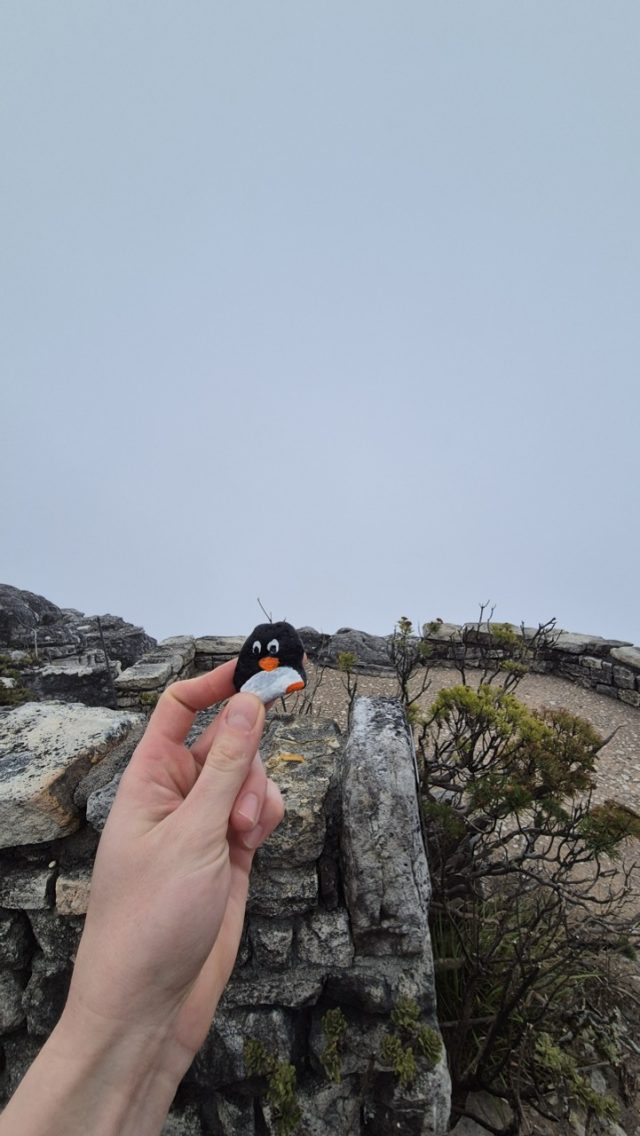 Hand-painted penguin stone #386 hidden at Top of Table Mountain, Cape Town, South Africa (photo 5 of 5)