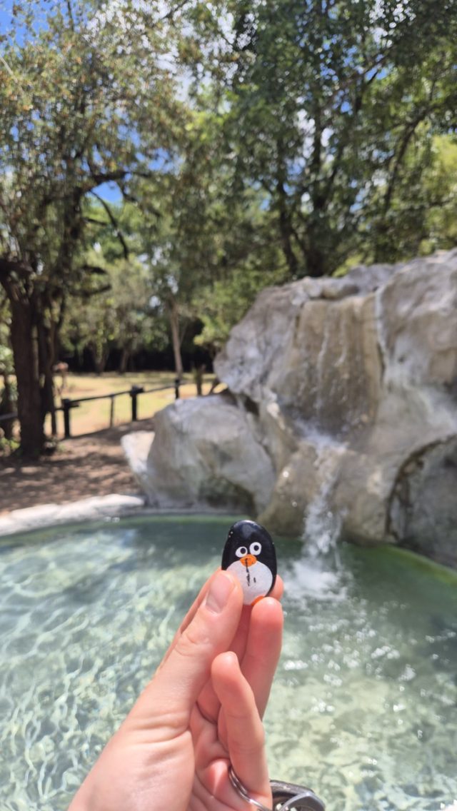 Hand-painted penguin stone #821 hidden at Shiduli Safari Lodge, Kruger National Park, South Africa (photo 2 of 5)