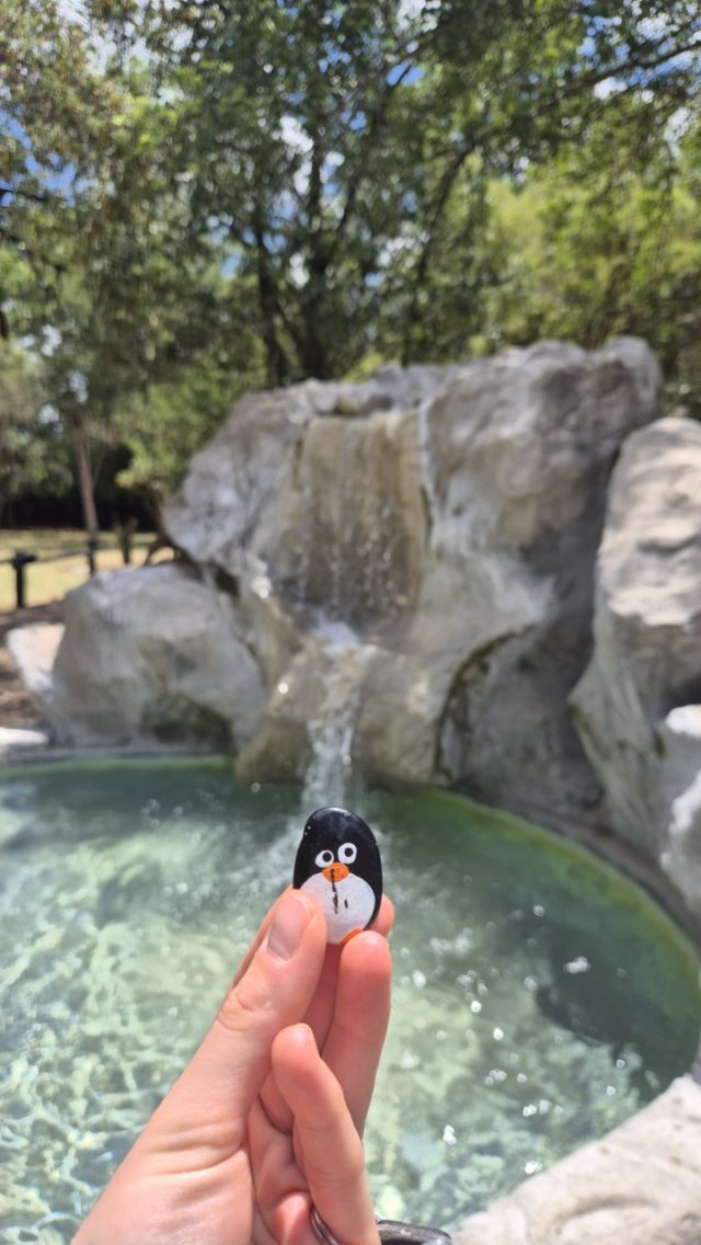 Hand-painted penguin stone #821 hidden at Shiduli Safari Lodge, Kruger National Park, South Africa (photo 3 of 5)