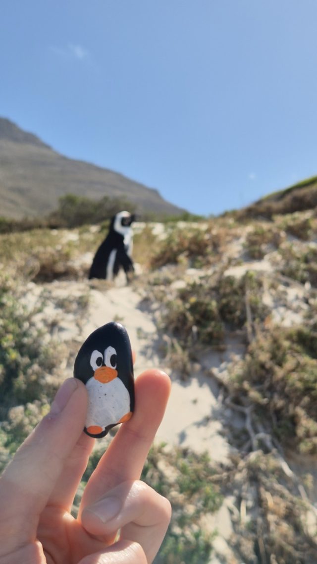 Hand-painted penguin stone #839 hidden at Boulders Beach, Simon's Town, South Africa (photo 2 of 5)